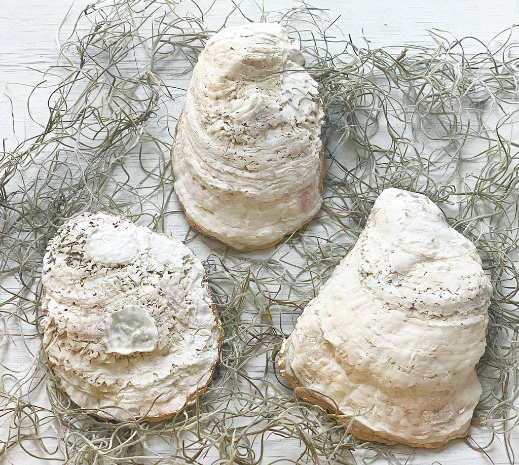 ALISON BROOKE DESIGNS Seahorse Oyster Trinket Dish