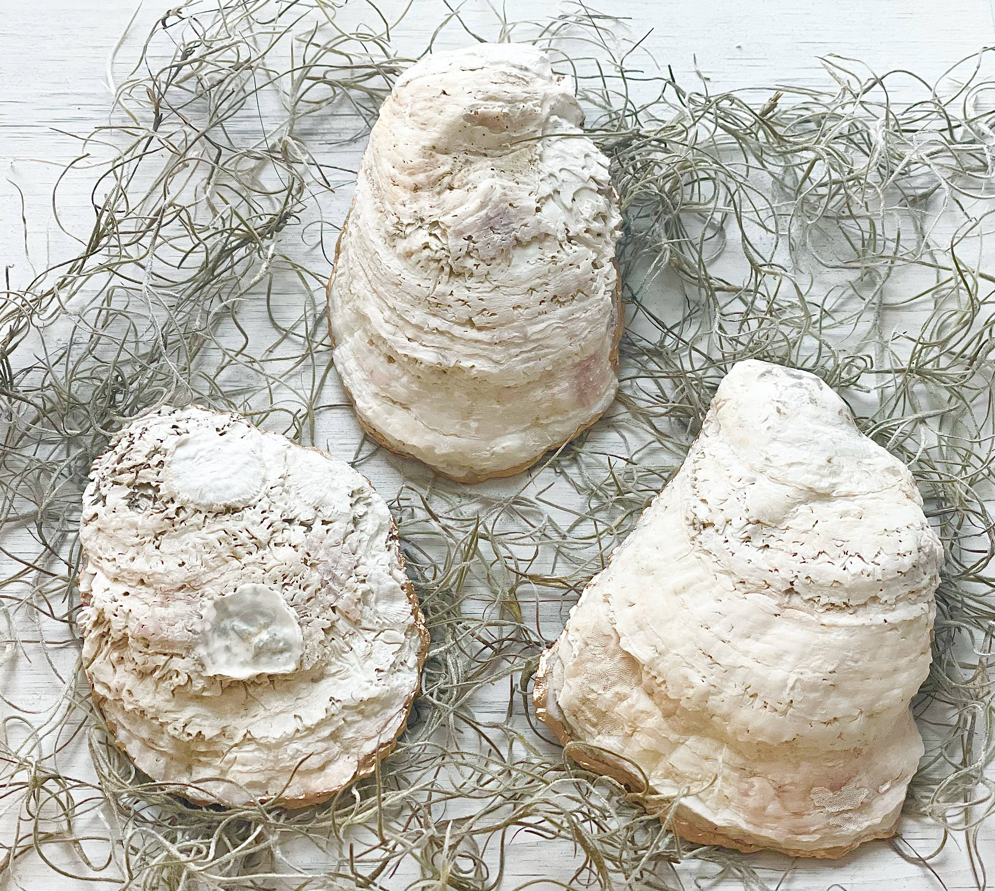 ALISON BROOKE DESIGNS Lemon and Lavender Oyster Trinket Dish