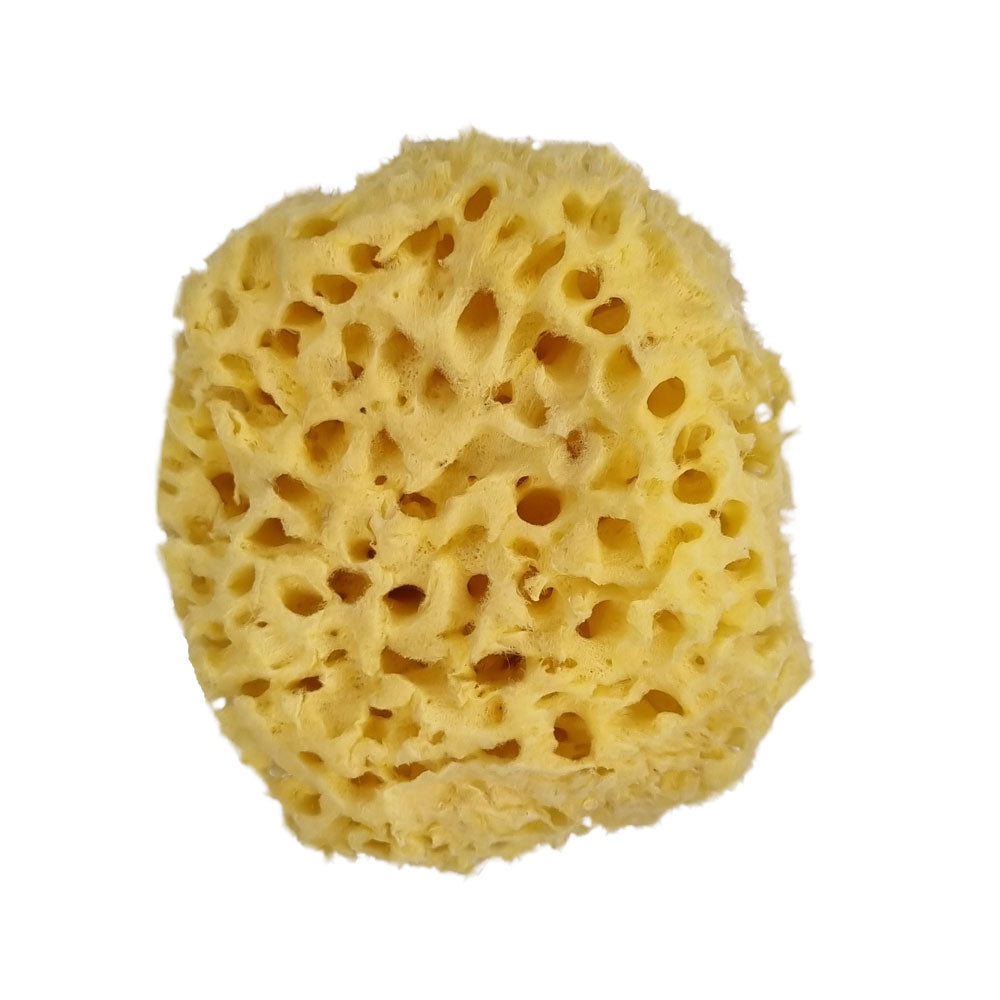 The NATIVES Co. Premium Honeycomb Sea Sponge - Large