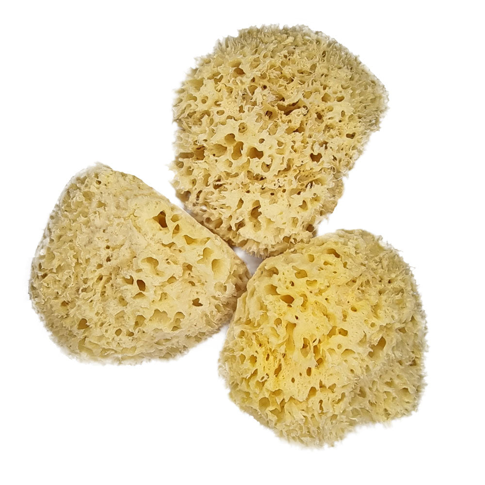 The NATIVES Co. Premium Honeycomb Sea Sponge - Large