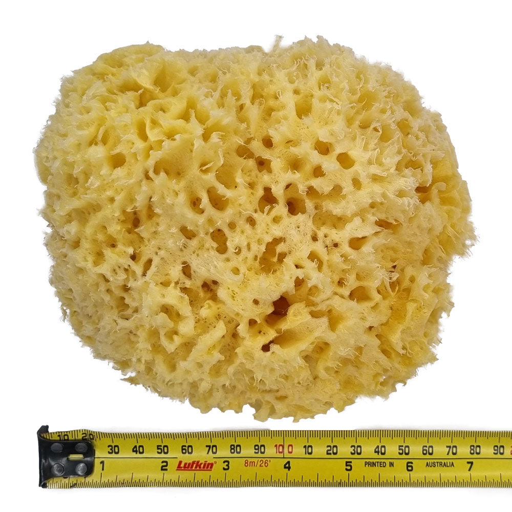 The NATIVES Co. Premium Honeycomb Sea Sponge - Large