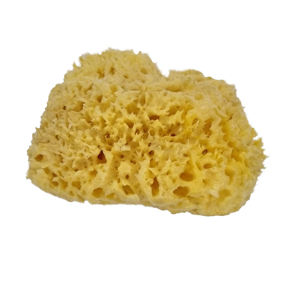 The NATIVES Co. Premium Honeycomb Sea Sponge - Large
