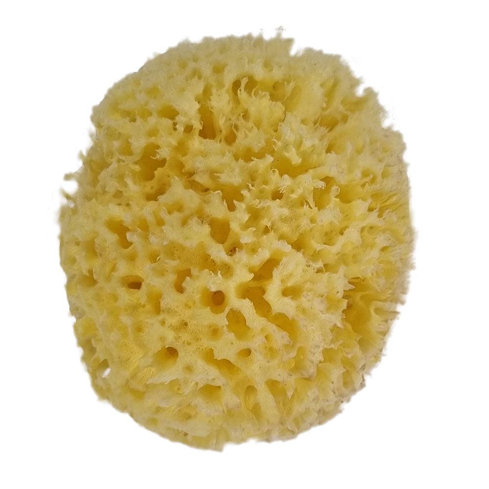 The NATIVES Co. Premium Honeycomb Sea Sponge - Medium