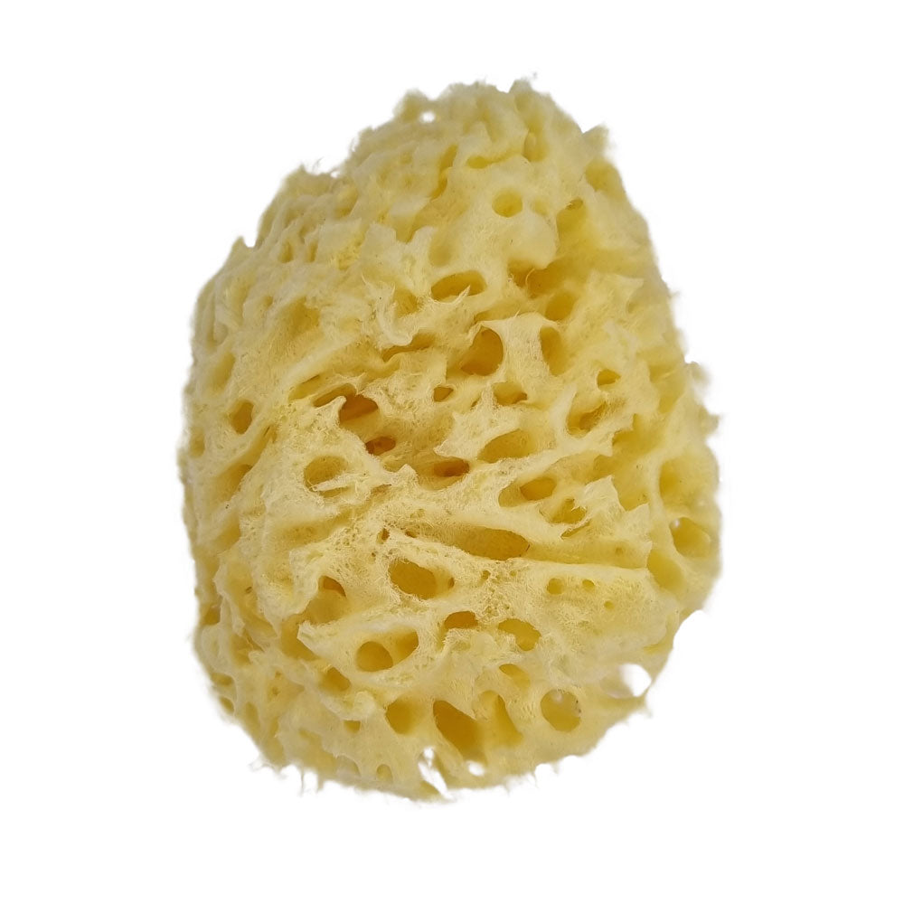 The NATIVES Co. Premium Honeycomb Sea Sponge - Medium