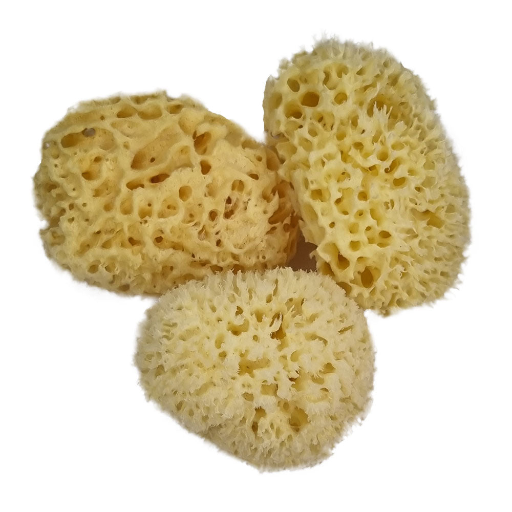The NATIVES Co. Premium Honeycomb Sea Sponge - Medium