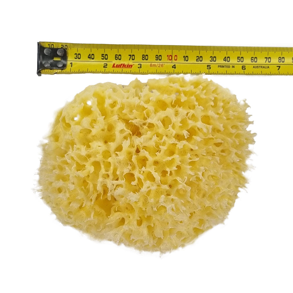 The NATIVES Co. Premium Honeycomb Sea Sponge - Medium