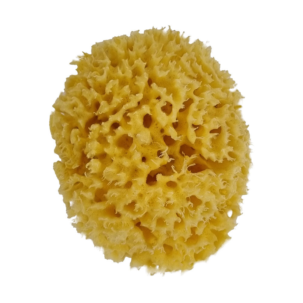 The NATIVES Co. Premium Honeycomb Sea Sponge - Small