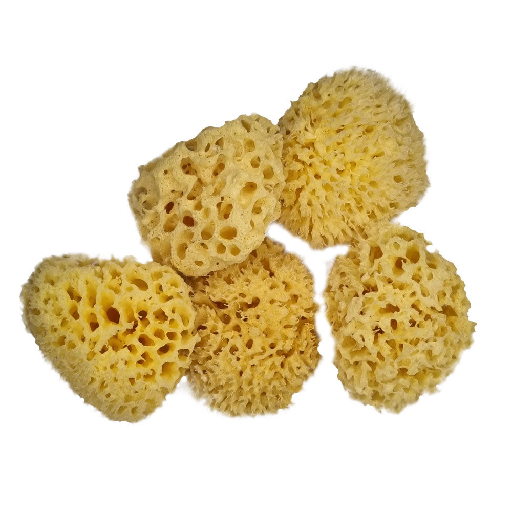 The NATIVES Co. Premium Honeycomb Sea Sponge - Small