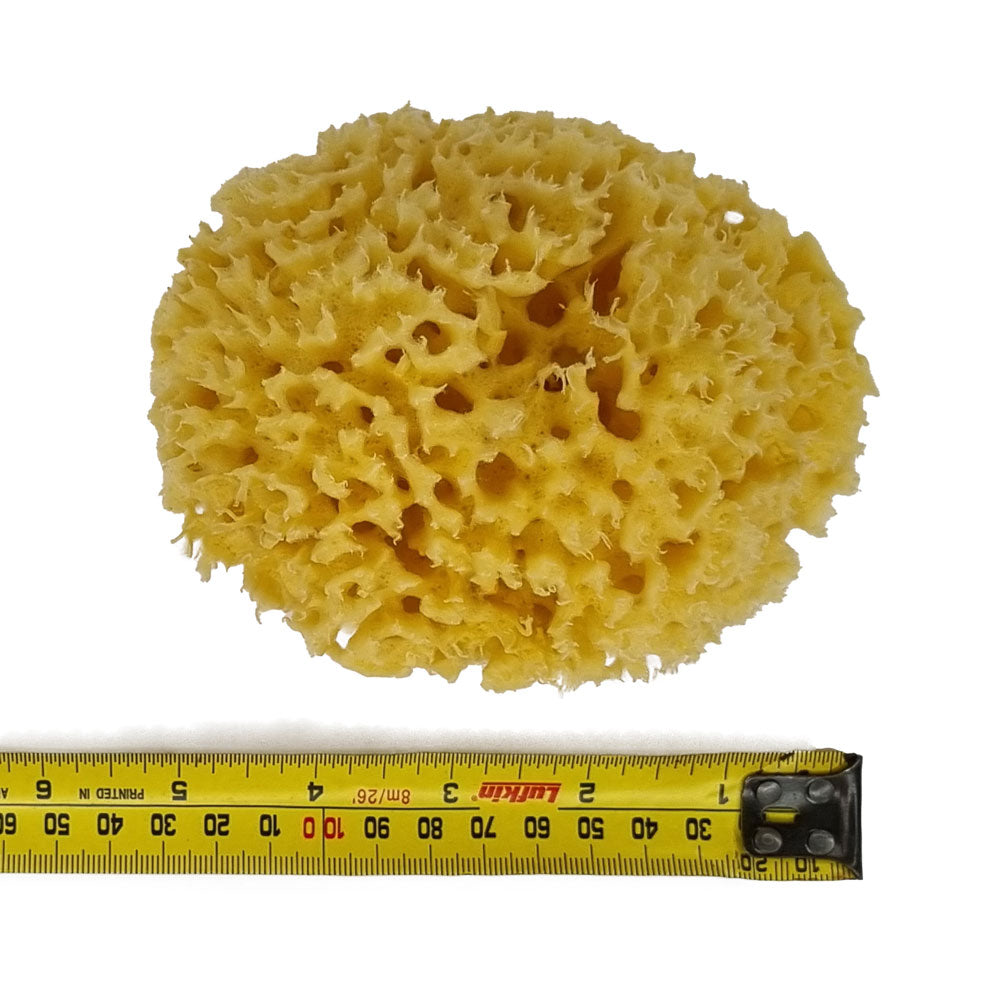 The NATIVES Co. Premium Honeycomb Sea Sponge - Small