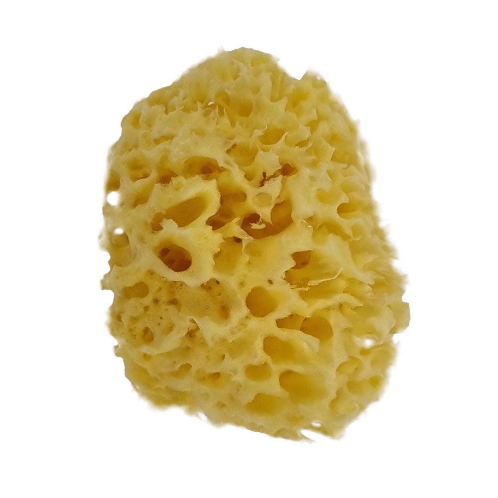 The NATIVES Co. Premium Honeycomb Sea Sponge - Small