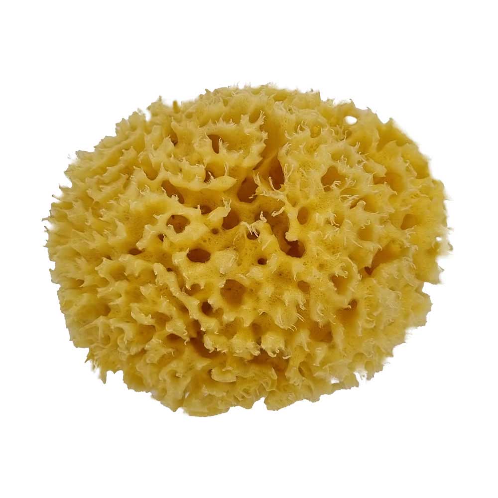 The NATIVES Co. Premium Honeycomb Sea Sponge - Small