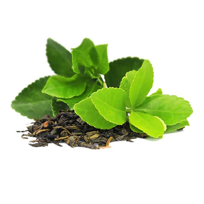 Premium Green Tea KONJAC Sponge | The NATIVES Co.