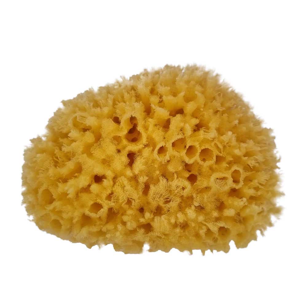natural grass sea sponge