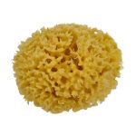 Honeycomb natural sea sponge small