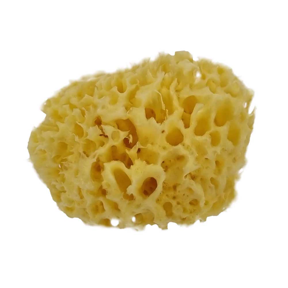 Are Sea Sponges Sustainable And Ethical?