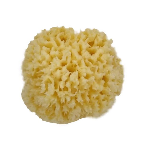 natural sea wool sponge